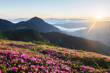 Fototapeta premium Violet flowers blooming. Majestic Carpathian Mountains. Beautiful landscape of untouched nature