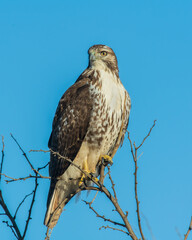 Red Tailed Hawk