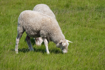 Obraz premium sheep on pasture on a summer day