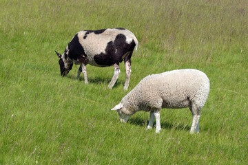 sheep on pasture on a summer day