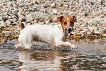 Small Jack Russell terrier walking near shallow river shore, exploring water and wet stones, carrying thin wooden branch in mouth, closeup detail