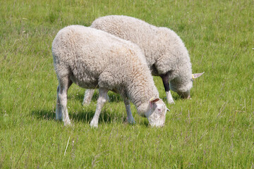 Obraz na płótnie Canvas sheep on pasture on a summer day