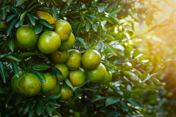 organic orange or tangerine tree plant farm  Agriculture