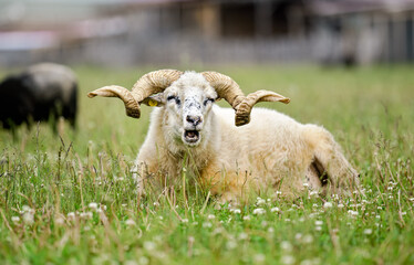 Sheep with twisted horns, Traditional Slovak breed - Original Valaska resting in spring meadow grass, eyes half closed, mouth open