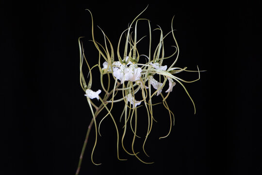 Orquídea Brassia Verrucosa