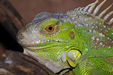 iguana on a branch