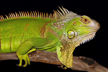 iguana on a branch