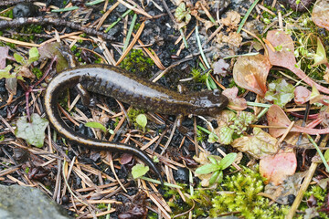 Plethodon dunni - Dunn's salamander