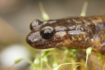 Plethodon dunni - Dunn's salamander