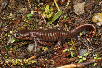 Ambystoma gracile - Northwestern salamander