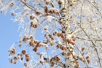 There is are dried birch leaves against the sky
