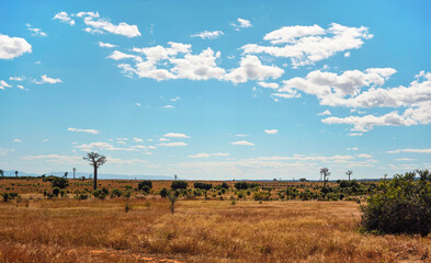 Flat land with low grass and bushes, some baobab trees growing in distance, typical landscape of...