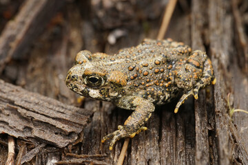 Anaxyrus boreas - Western toad