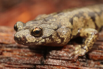 Aneides ferreus - Clouded salamander