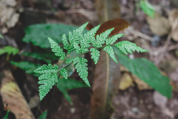 Green leaves pattern background, Natural background and wallpaper