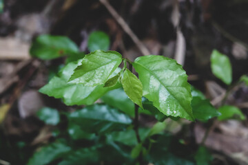 Green leaves pattern background, Natural background and wallpaper