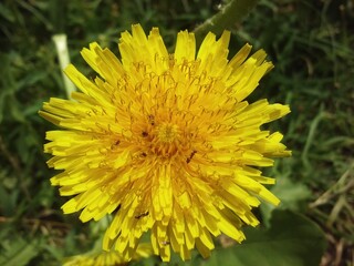yellow dandelion flowers with ants