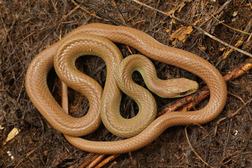 The western yellow-bellied racer - Coluber constrictor mormon