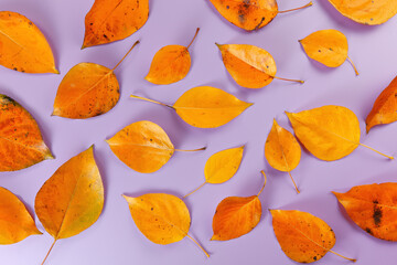 Orange coloured autumn leaves on lilac board, closeup top down view