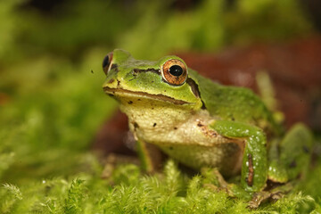 Pseudacris regilla - Pacific treefrog