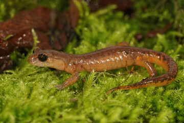 Ensatina eschscholtzii intermediate form
