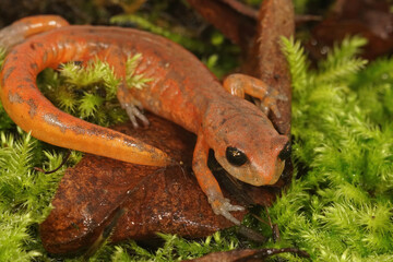 Ensatina eschscholtzii intermediate form