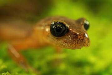 Ensatina eschscholtzii intermediate form