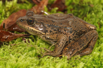 Rana aurorae - red-legged frog