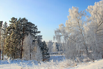 Obraz premium Rural scene at the edge of a village. Birch trees and pine trees and frost covered grass in the foreground.