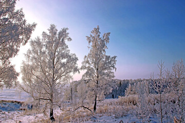 Birch grove in winter. Amazing landscape at dusk. The sunset sky has different colors: white, pink and purple.