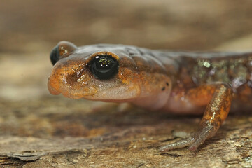 Ensatina eschscholtzii
