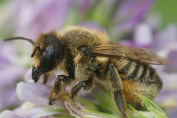 Foto auf Leinwand  Willughby's Leafcutter Bee - Megachile willughbiella © Henk