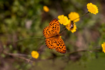 Blackberry Brentisi butterfly / Brenthis daphne