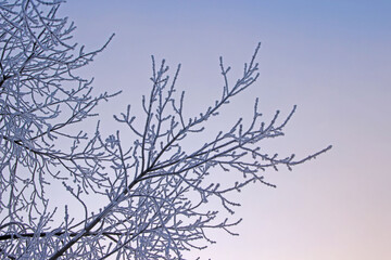 Branches of a tree covered with hoarfrost on a background of pink blue sky. View from below.