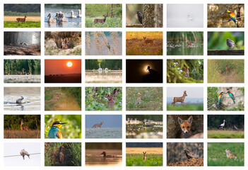 Collage with different wild animals from Timis County,Romania	