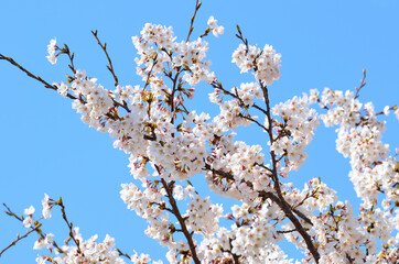 三重県伊勢市　宮川堤の桜