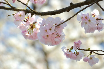 三重県伊勢市　宮川堤の桜