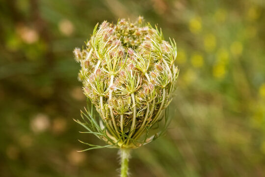 Wild carrot seeds. The flowering time of Wild carrots is when seeds are formed that have sharp hooks that allow them to cling to spread in nature.