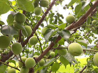 Plums hanging on branches on a farm.