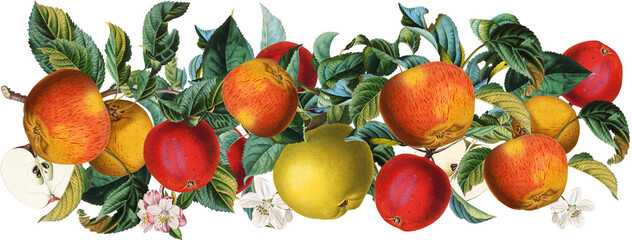 Antique apple fruits border arrangement with blossoms and leaves