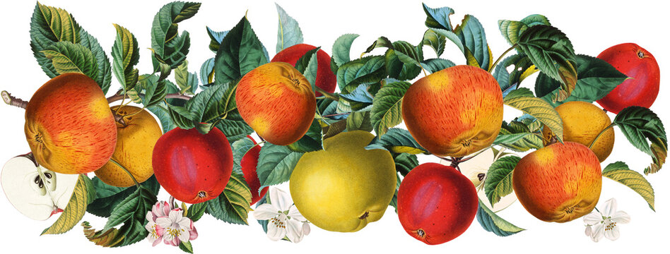 vintage apples on branch, botanical style clip art preview