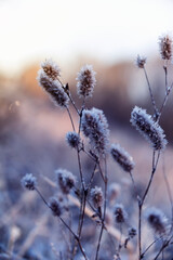 natural winter background with shiny white crystals of frost snowflakes covered plants in the morning Park