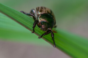 macro di scarabeo su filo d'erba