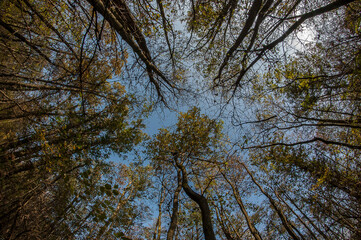 Alberi visti dal basso con porzione di cielo