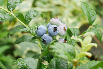 ブルーベリーの実