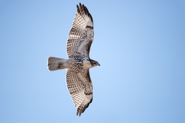 Red-tailed hawk gliding,  Bosque del Apache, New Mexico, USA