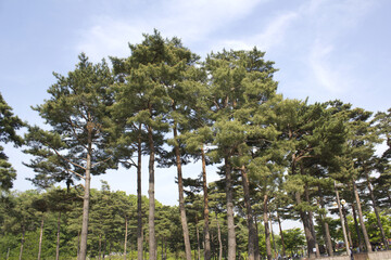 Fototapeta premium Square and pine in the park