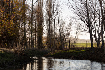 River stream through the forest