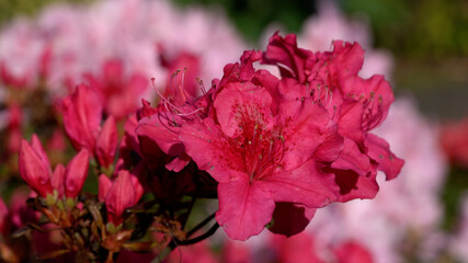 Selective focus shot of Azalea (Rhododendron simsii) flowers © Alexander Ludwig/Wirestock