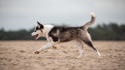 Handsom Yakutian Laika dog pup, odd eyed and black masked. Running in the sand, seen from the side.